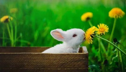 维尔茨造乌龙范戴克失误致丢球 利物浦1-1桑德兰